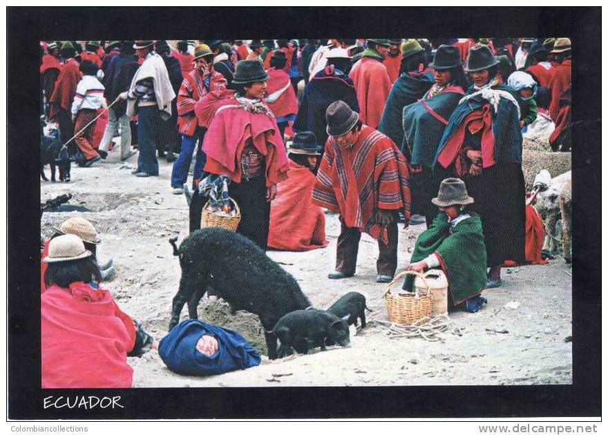 Lote PEP164, Ecuador, Postal, Postcard, Feria En Chimborazo, Indigenous Activities, Actividades Indigenas - Equateur