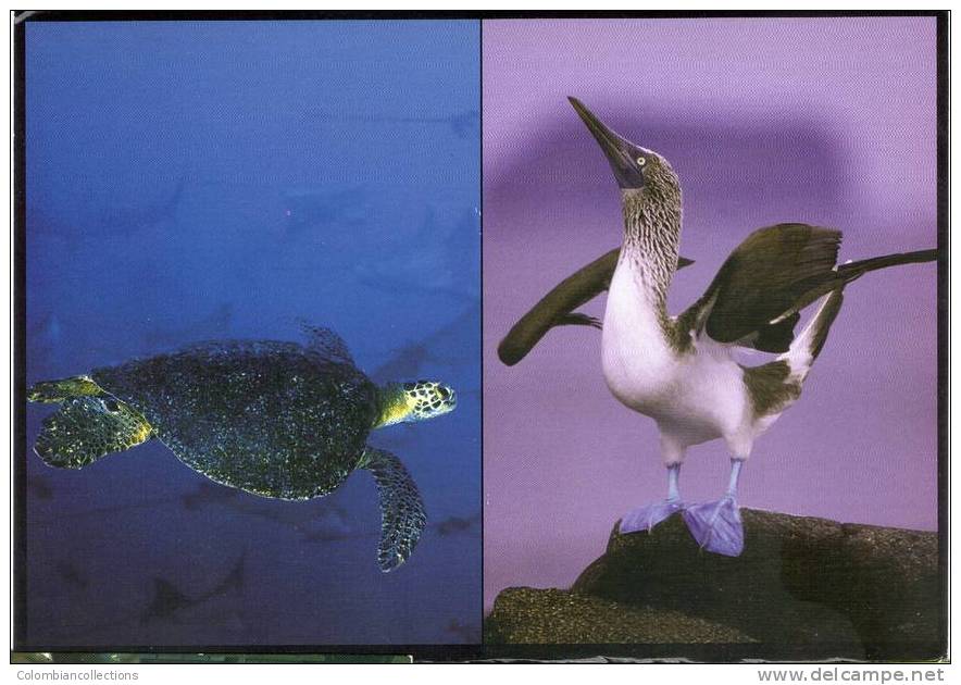 Lote PEP175, Ecuador, Postal, Postcard, Galapagos, Piquero Patas Azules, Tortuga, Turtle - Equateur