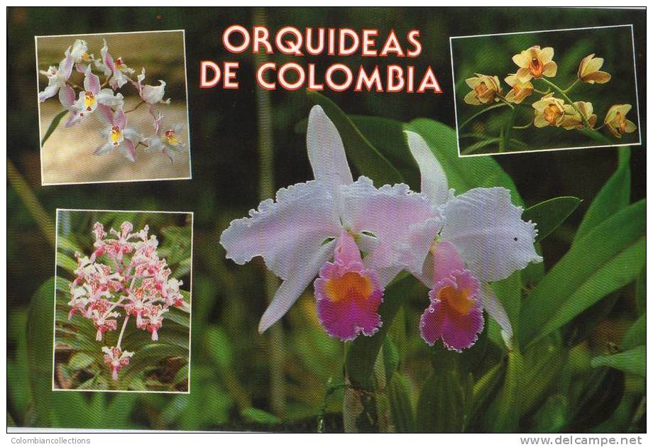 Lote PEP183, Colombia, Postal, Postcard, Orquideas De Colombia, Orchids - Colombia