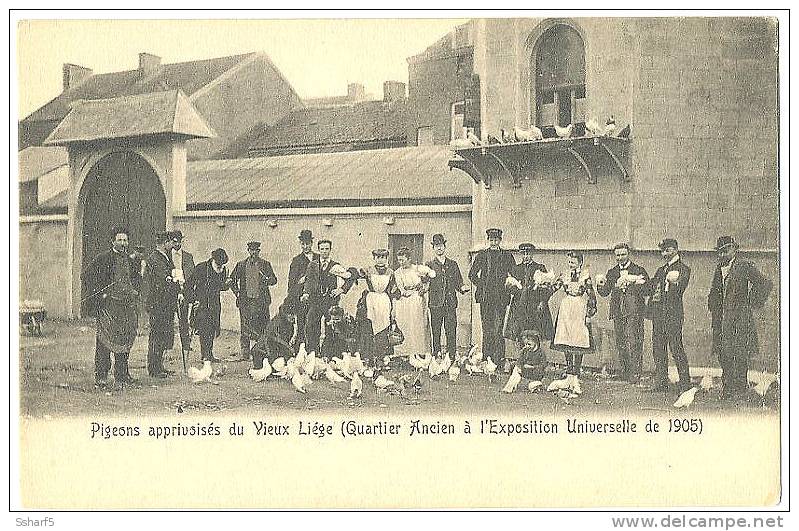 Pigeons Apprivoises Du Vieux LIEGE (Quartier Ancien à L'Exposition Universelle De 1905) Non Divisée - Lüttich