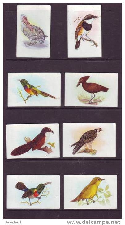 South  Africa, Hortors Ltd, OUR SOUTH AFRICAN BIRDS Cigarette Cards - Autres & Non Classés