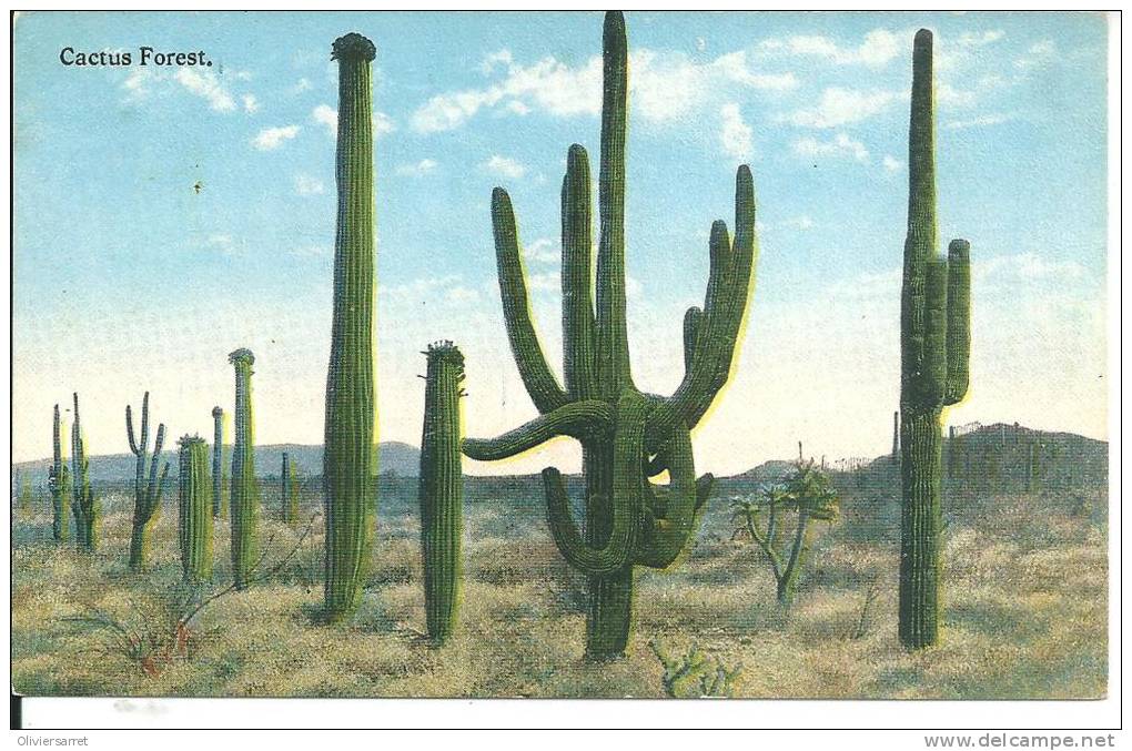 états Unis     Cactus Forest - Other & Unclassified