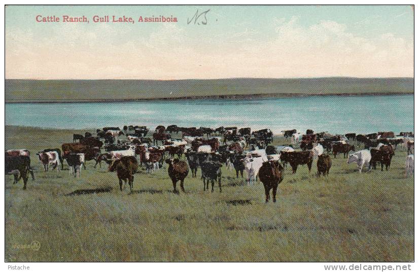 Assiniboia Saskatchewan - Gull Lake - Cattle Ranch - Animals Agriculture - Unused - VG Condition - 2 Scans - Autres & Non Classés