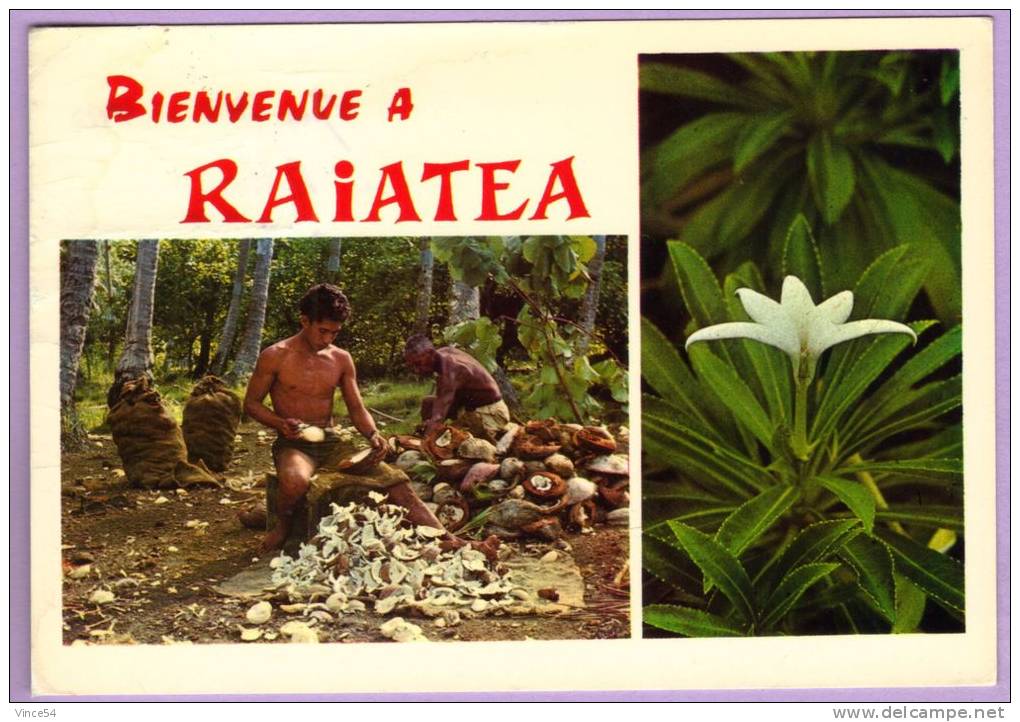 TAHITE - RAIATEA - La Récolte Du Coprah Et Fleur Tiare Apetal Ed. M. Chanson N° 101 Circulé 2 Scans - Tahiti