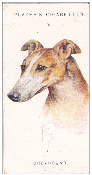 PLAYER DOGS BY WARDLE CARD No. 16 GREYHOUND - Player's