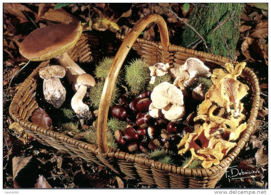 (459) Mushrooms - Champignon - Chestnut In Basket - Sonstige & Ohne Zuordnung