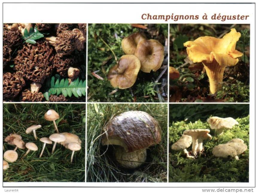 (459) Mushrooms - Champignon - - Autres & Non Classés