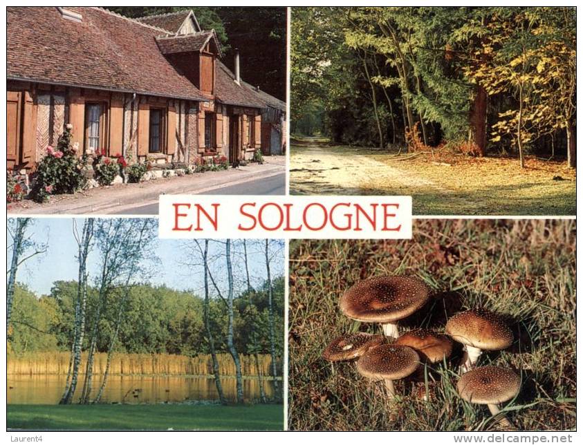 (459) Mushrooms - Champignon - En Sologne - Andere & Zonder Classificatie