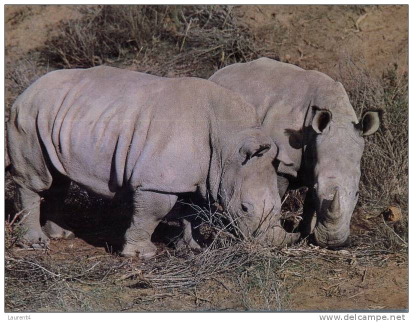 (129) Rhinoceros - Rhino White - Neushoorn