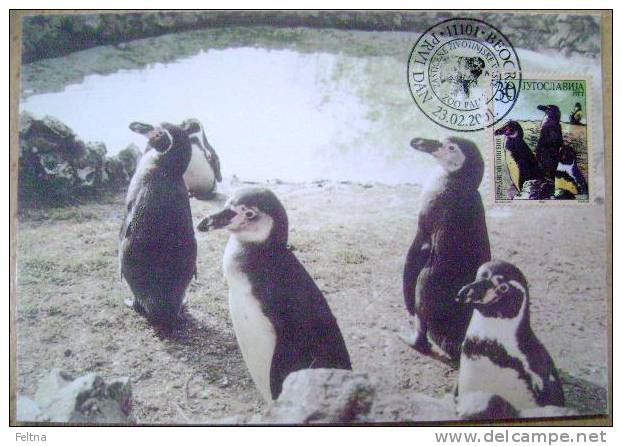 2001 YUGOSLAVIA MAXIMUM CARD MC BELGRADE ZOO PINGUIN PINGUINS - Penguins