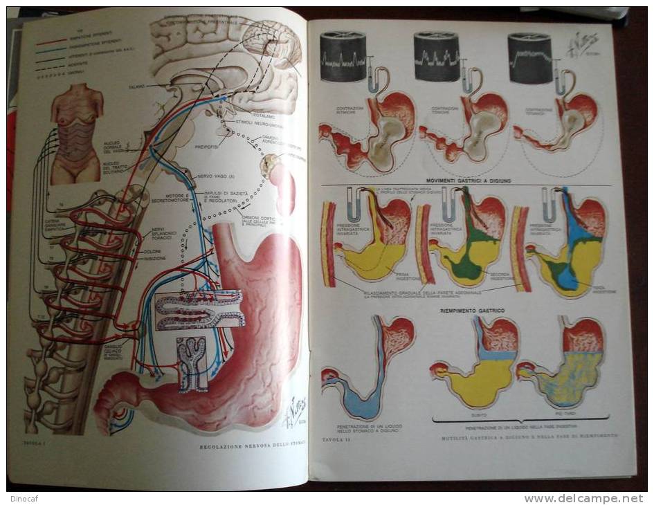 Simposi Clinici Ciba: Tubo Gstroenterico, Fisiopatologia Dello Stomaco, Ricca Iconografia A Colori - A Identificar