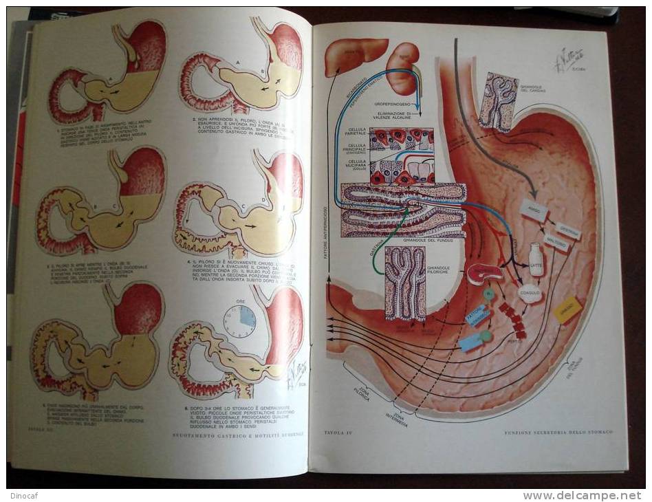 Simposi Clinici Ciba: Tubo Gstroenterico, Fisiopatologia Dello Stomaco, Ricca Iconografia A Colori - Zu Identifizieren