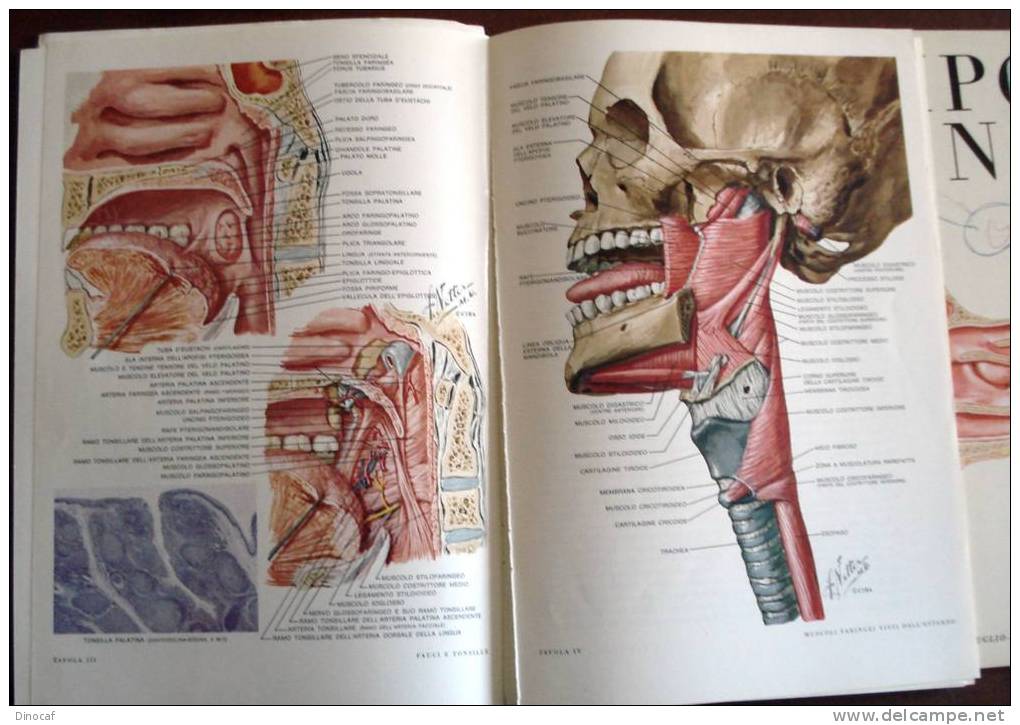 Simposi Clinici Ciba: Medicina Sportiva, La Faringe, Malattie Del Naso, Ricca Iconografia A Colori - Zu Identifizieren