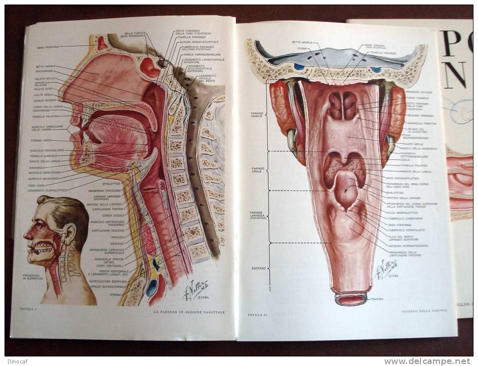 Simposi Clinici Ciba: Medicina Sportiva, La Faringe, Malattie Del Naso, Ricca Iconografia A Colori - Zu Identifizieren