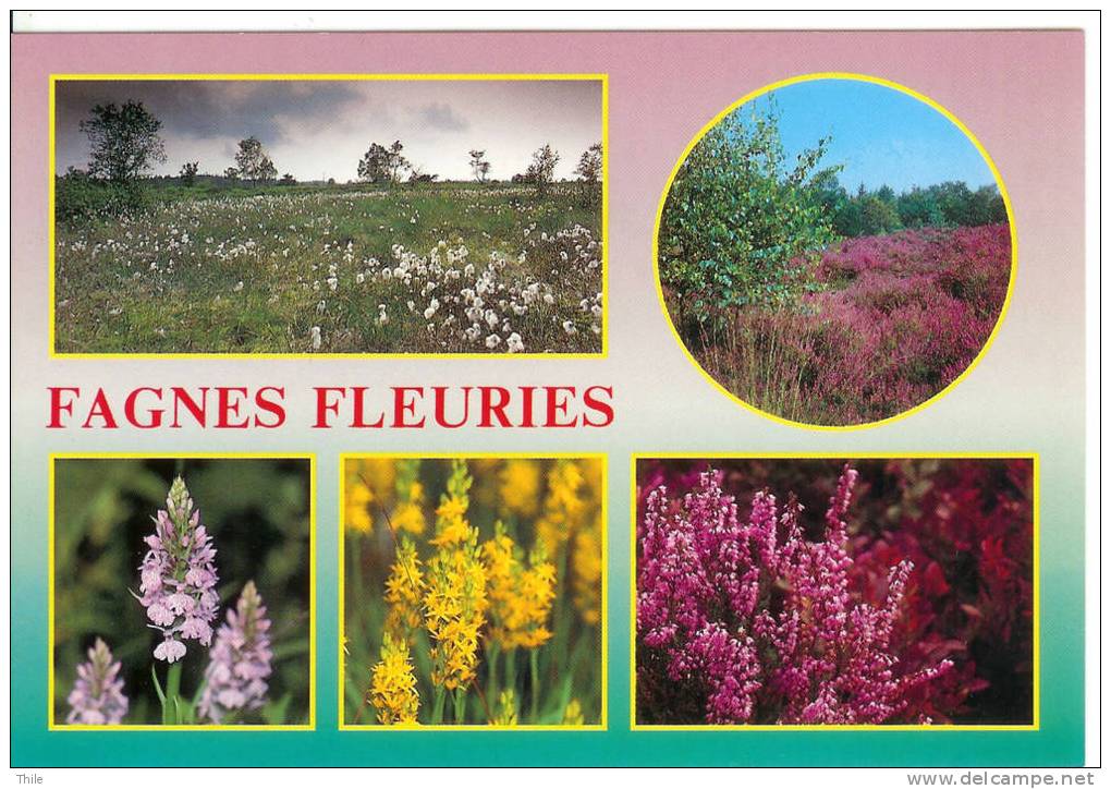 Fagnes Fleuries - Waimes - Weismes