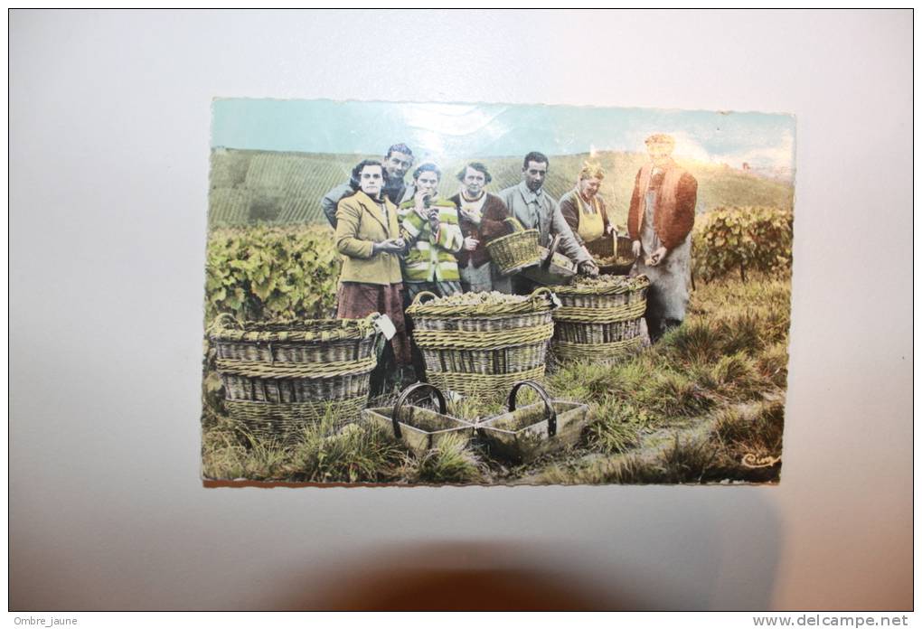 Vendanges En Champagne - Groupe De Vendengeurs - Circulée En 1962 - Champagne-Ardenne