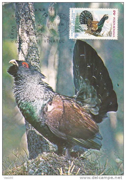 COCK, 1986, CM. MAXI CARD, CARTES MAXIMUM, ROMANIA - Cuco, Cuclillos