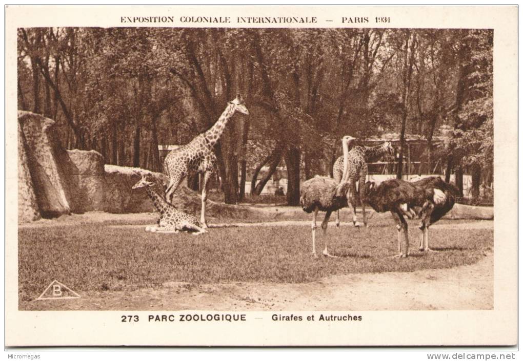 Paris - Exposition Coloniale Internationale 1931- Parc Zoologique - Girafes Et Autruches - Giraffes