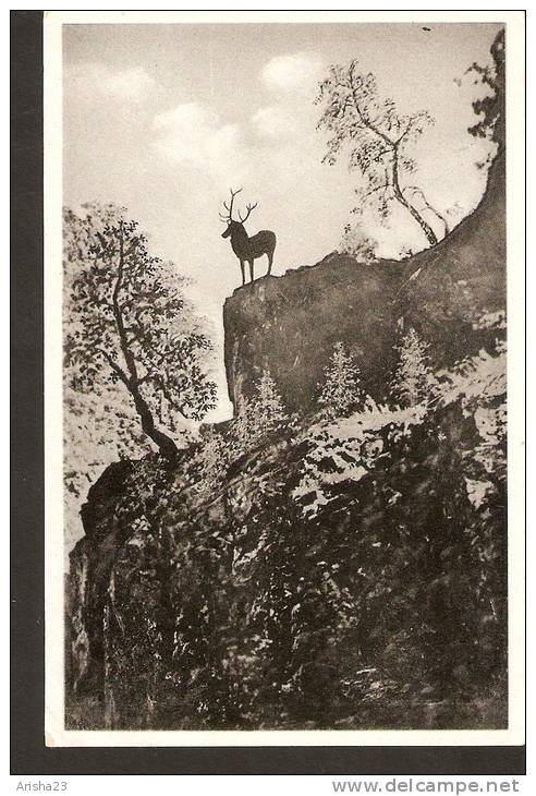 504. Germany,  Hirschsprung Hollental - Deer - Höllental