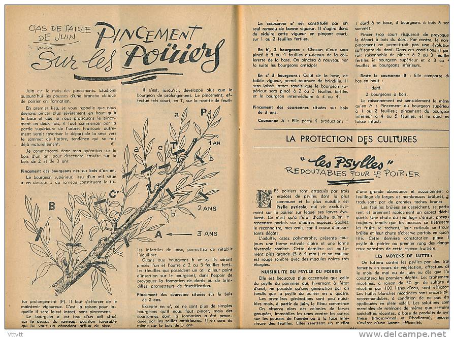 L&acute;AMI DES JARDINS (juin 1948) : La Maison, La Basse-Cour, Le Rucher (55 Pages) Mildiou, Poiriers, églantiers... - Jardinería