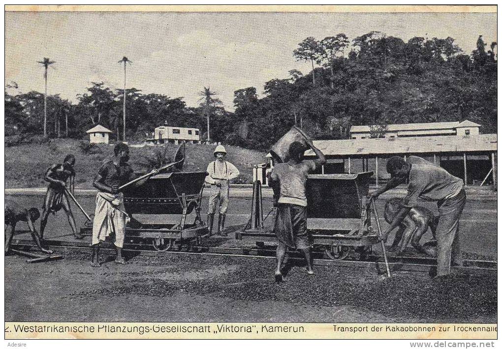 1910, KAMERUN - WESTAFRIKANISCHE PFLANZUNGSGESELLSCHAFT, Transport Der Kakaobohnen, Karte Nicht Gelaufen Um 1910 - Kamerun