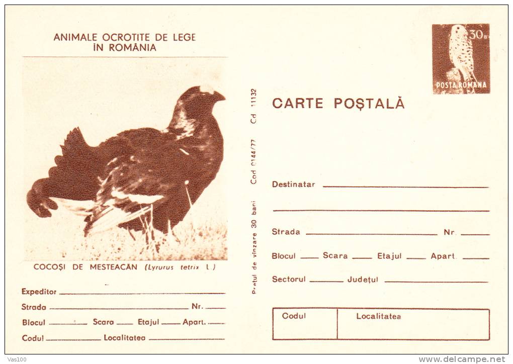 COCK, 1977, CARD STATIONERY, ENTIER POSTAL, UNUSED, ROMANIA - Cuckoos & Turacos