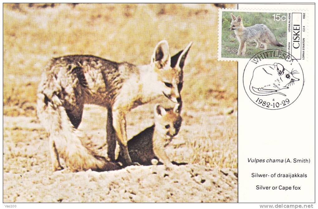 FOX, 1982, CM. MAXI CARD, CARTES MAXIMUM, ROMANIA - Rongeurs