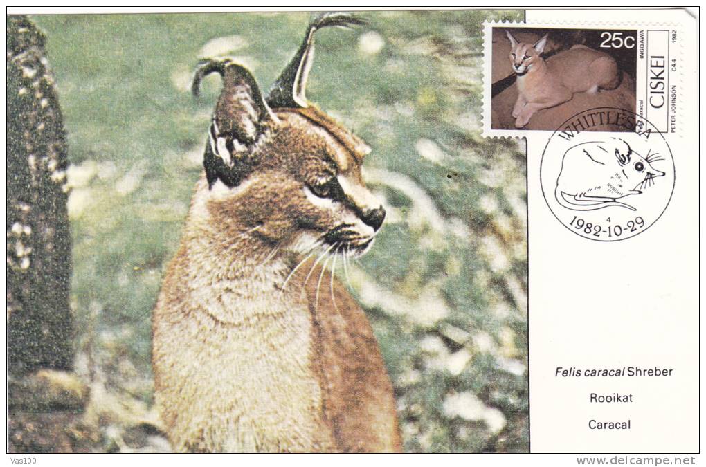 RODENT, 1982, CM. MAXI CARD, CARTES MAXIMUM, CISKEI - Roedores