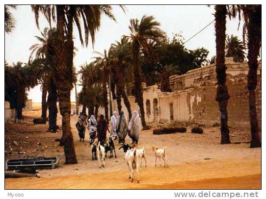 Une Rue De FAYA LARGEAU, Photographie Sailly, Chevres - Tschad