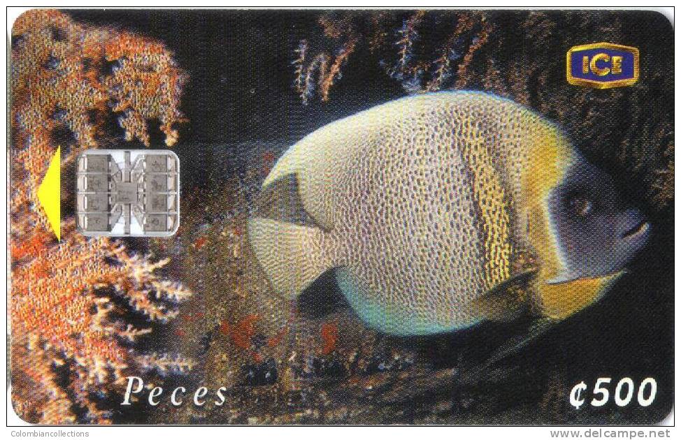 Lote TTE55, Costa Rica, Tarjeta Telefonica, Phone Card, Peces, Pez Angel, Fish, Used, Not Perfect Card - Costa Rica