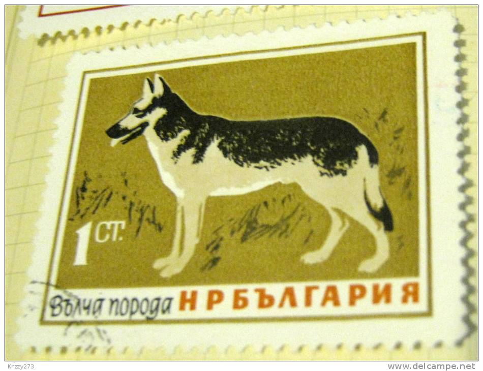 Bulgaria 1964 Alsatian 1s - Used - Usados