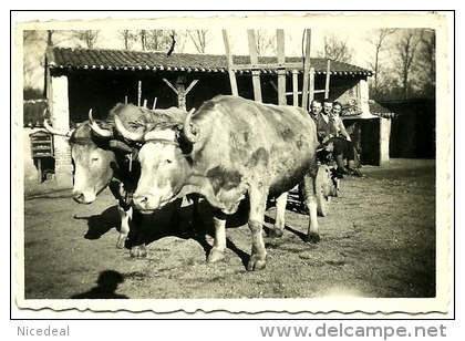 Photo N&B Ouvriers Agricoles Paysans Fermiers Charrette Bœufs Attelage Voiture Bauern Ochsen Kutsche Farmer Oxen Hitch - Métiers