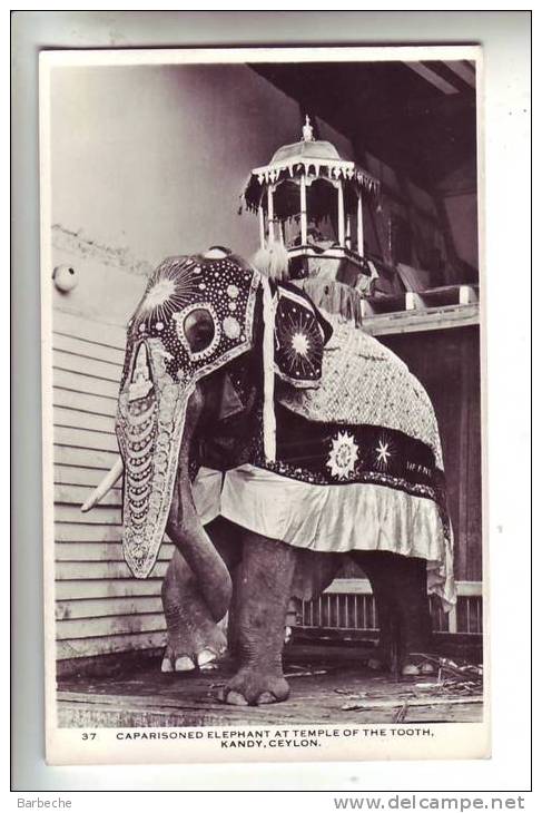 CAPARISONED ELEPHANT AT TEMPLE OF THE TOOTH, KANDY, CEYLON - Sri Lanka (Ceylon)