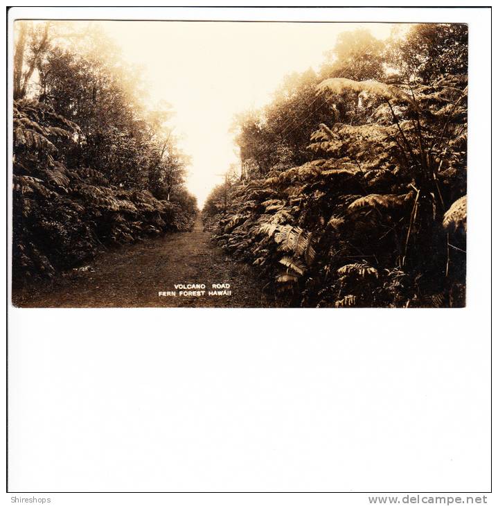 Real Photo Photograph Volcano Road Fern Forest Hawaii - Big Island Of Hawaii