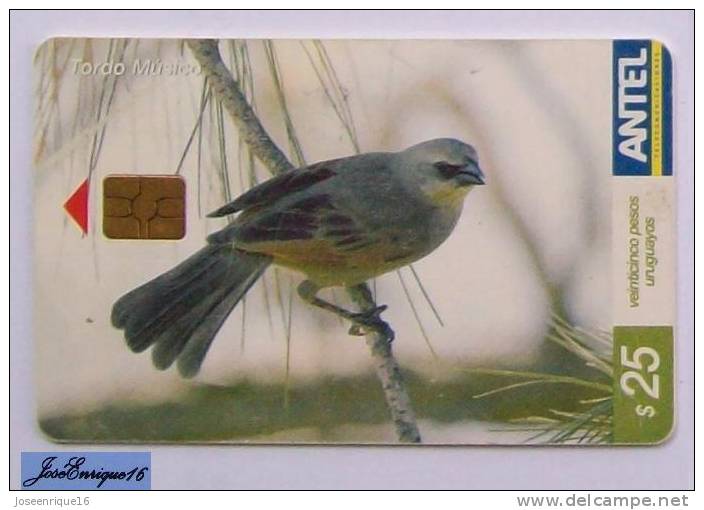 TC 378a BIRD, PAJARO TORDO MUSICO, MOLOTHRUS BADIUS. URUGUAY, ANTEL. - Uruguay