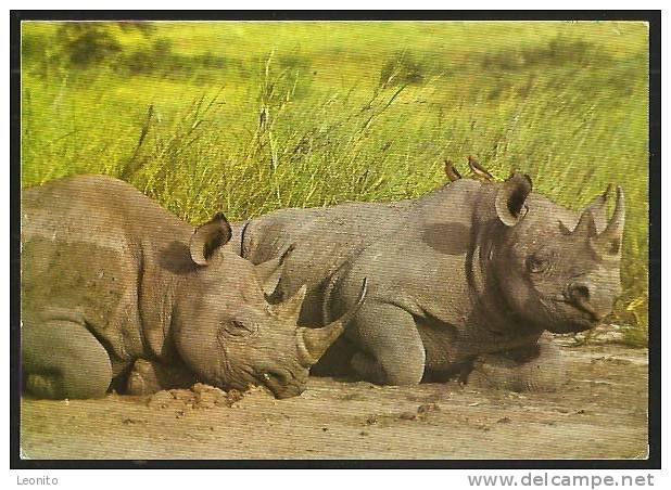 RHINOZEROS Having A Nap Kenya 1982 - Rhinoceros