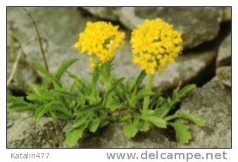 Rebun Island, Japan, Pre-stamped Postcard With Flowers, - Postales