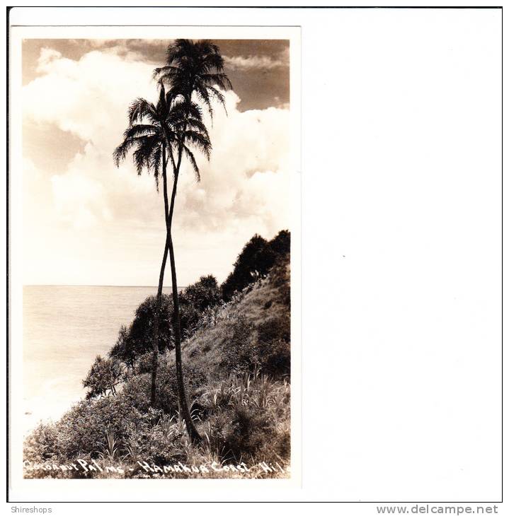 Real Photo Photograph Cocoanut Palms Hamakua Coast Hilo Hawaii - Hilo