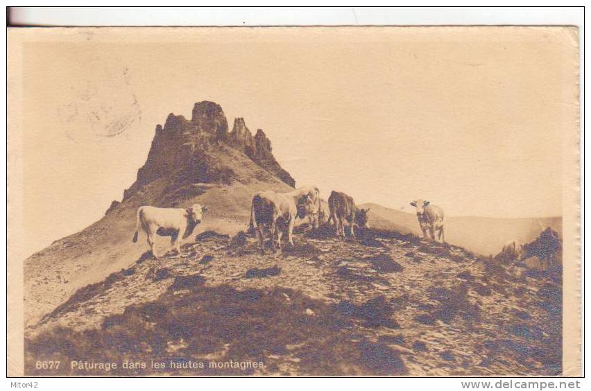 19-Hautes Montagnes-Posieux-Svizzera-Suisse-Helvetia-Animali:Mucche-Animals: Cows-Animaux: Vaches-v.1912 - Posieux