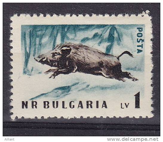 Bulgarie. Bulgaria. Sanglier  ** - Gibier