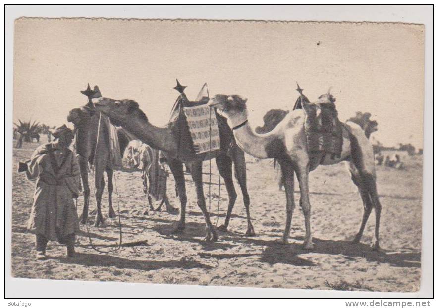 CPA CHAMEAUX AU SAHARA - Westsahara