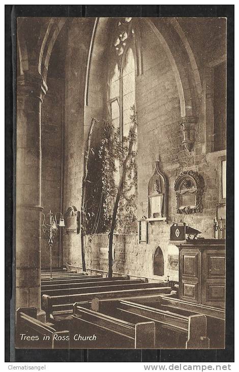 TOP!! TREES IN ROSS CHURCH * 1937 **!! - Herefordshire