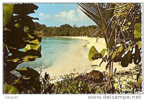 CPM - VIRGIN ISLANDS - ST JOHN - SEA GRAPES AND PALMS AT CANEEL BAY - Edition Plastichrome - Jungferninseln, Amerik.