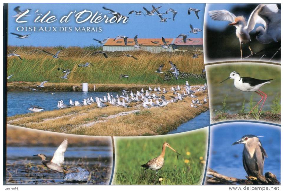 (700) Bird - Oiseau - Oiseaux De L'ile D'Oléron - Oiseaux