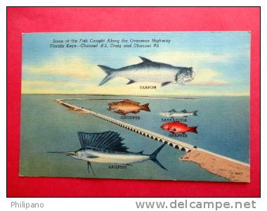 Some Of The Fish Caught  Along The Overseas Highway > - Florida > Key West & The Keys  Linen 1955 Cance--- - --- Ref 563 - Key West & The Keys