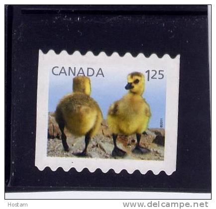 CANADA, 2011, USED, # 2431, BABY WILDLIFE: CANADA GEESE  Used  WYS IWYG - Timbres Seuls