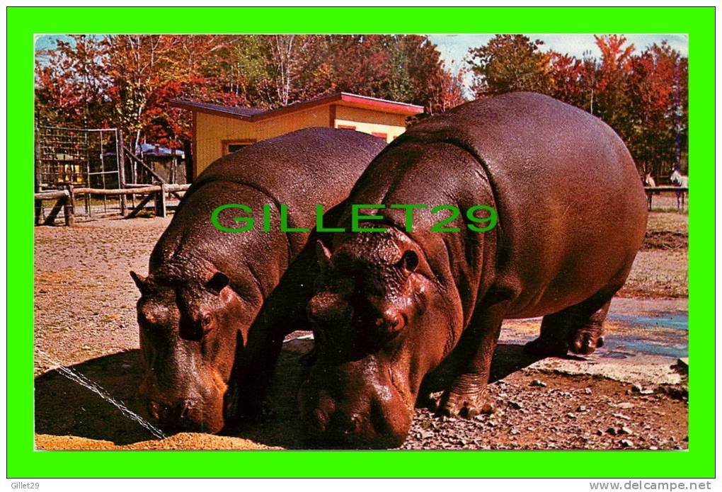 LES HIPPOPOTAMES À L´HEURE DU REPAS - JARDIN ZOOLOGIQUE DE GRANBY, QUÉBEC - ÉCRITE EN 1970 - UNIC - - Flusspferde