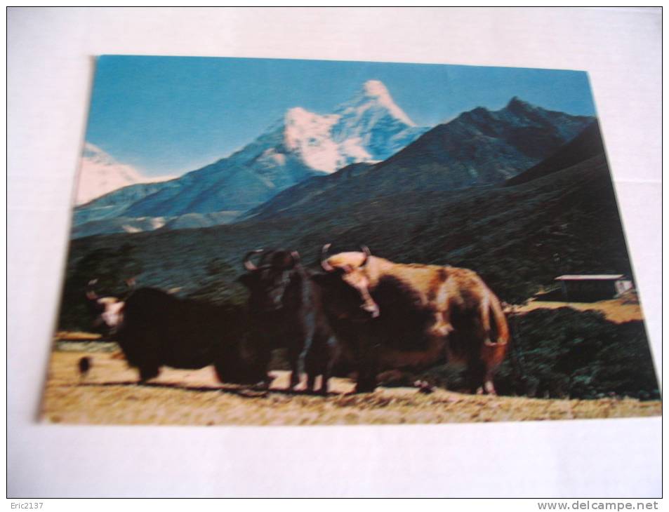 MONT AMADABLANT ET YAK - Nepal