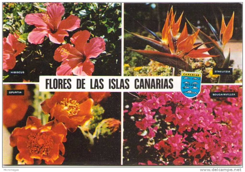 Flores De Las Islas Canarias - Otros & Sin Clasificación