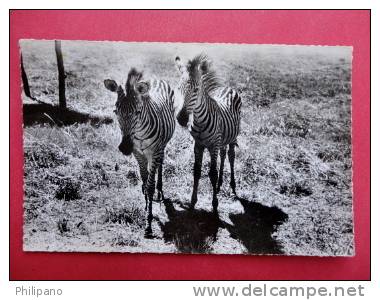 Real Photo--   Topics > Animals > Zebras  -   ----  ---   --- Ref  569 - Zebra's